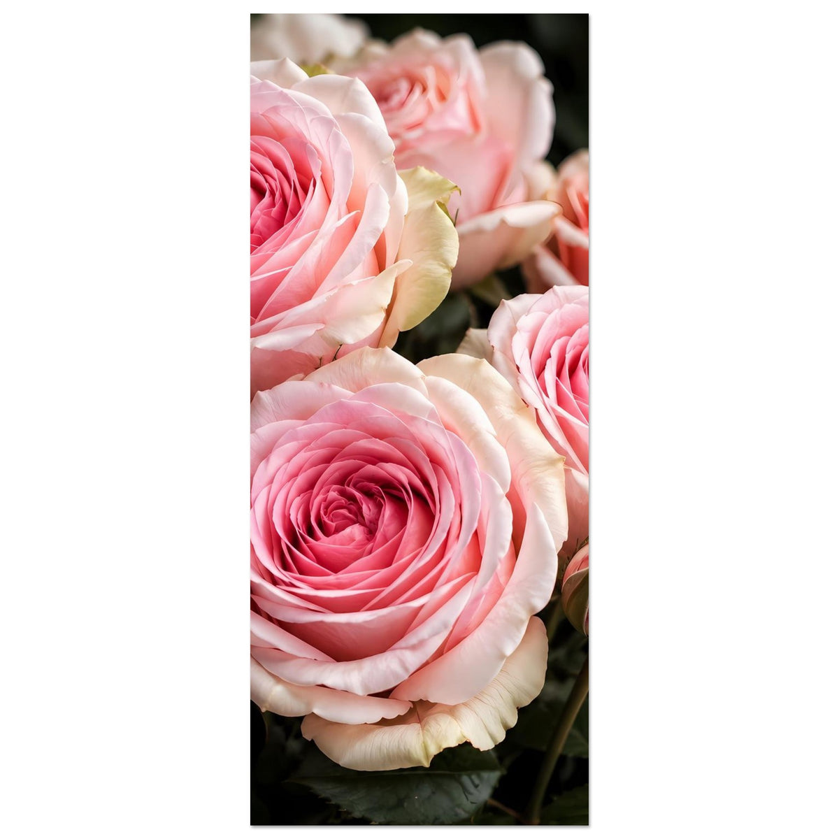 Rosenposter im Hochformat mit zwei großen Rosetten und einer weiteren Rosette im Hintergrund