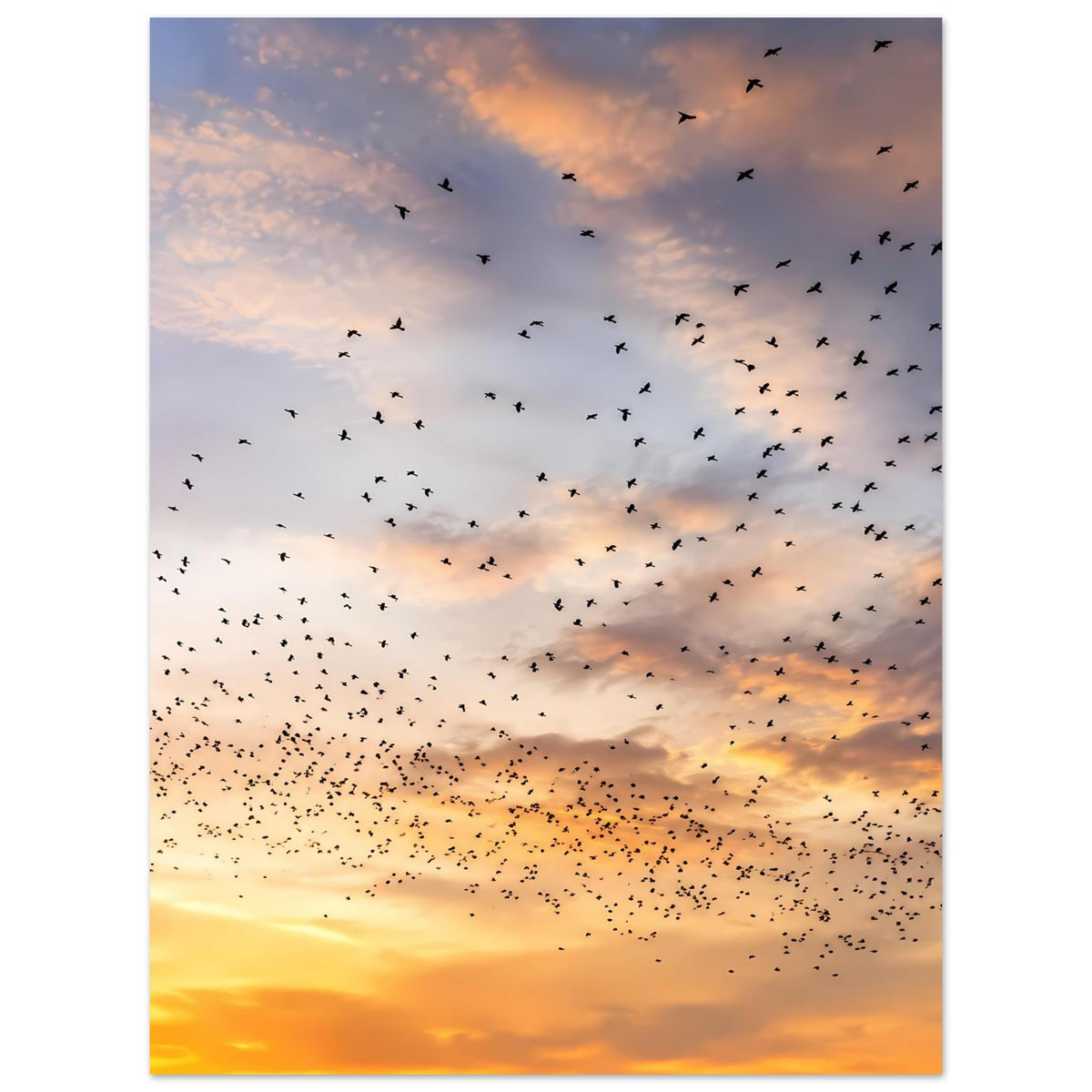 Kunstdruckposter im Hochformat: goldener Sonnenuntergang mit schwebendem Vogelschwarm