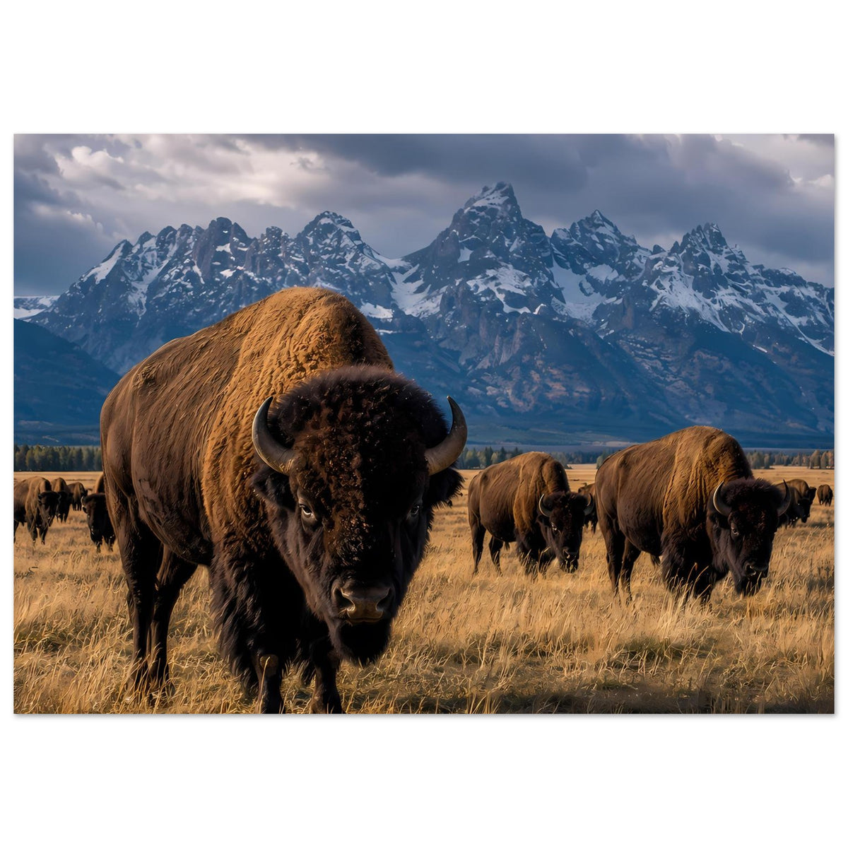 Poster mit Bisonherde: brauner Vorderbison vor Bergpanorama mit mehreren Bisons