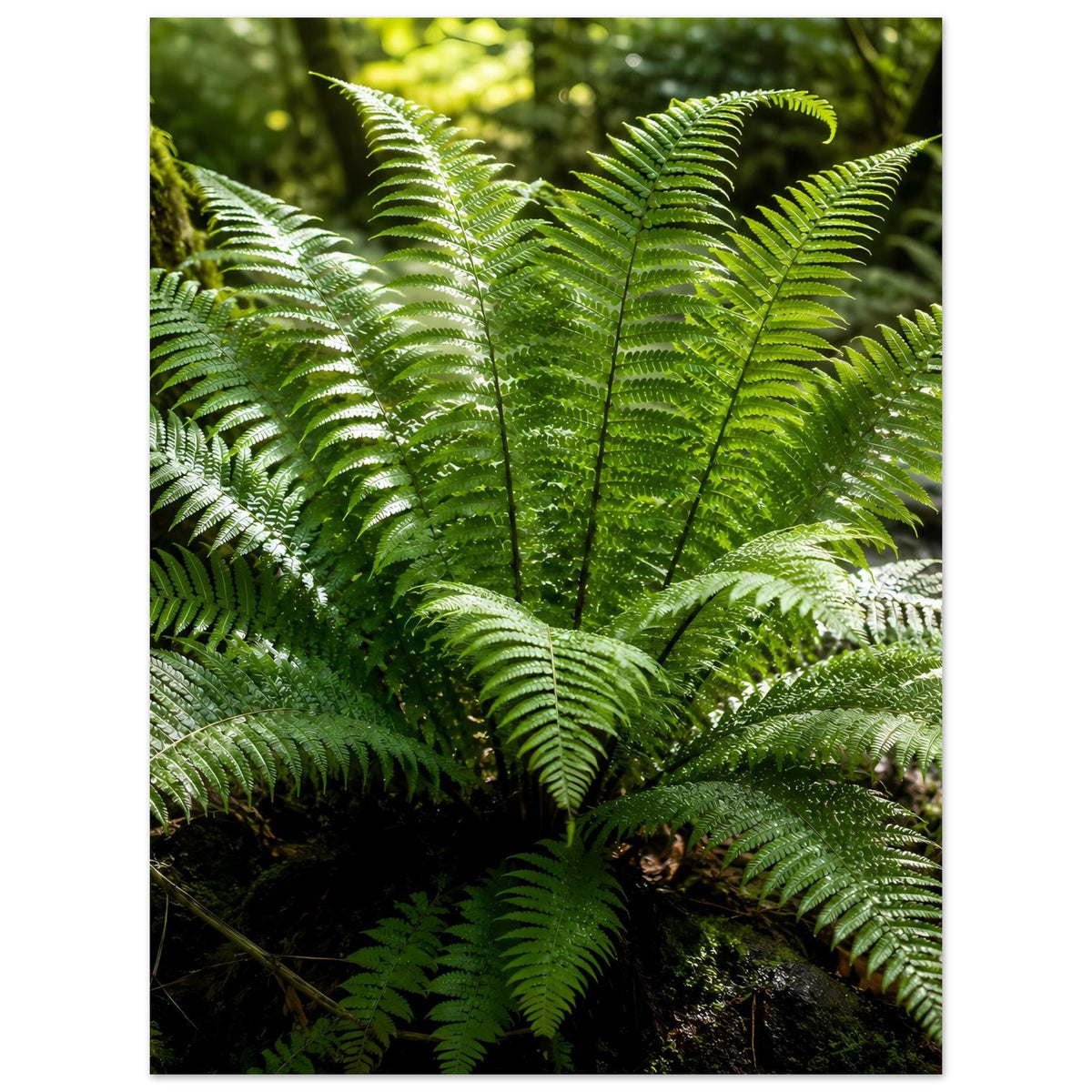 Botanisches Naturposter mit zentralem Farnwedel und weit ausgebreiteten Wedeln