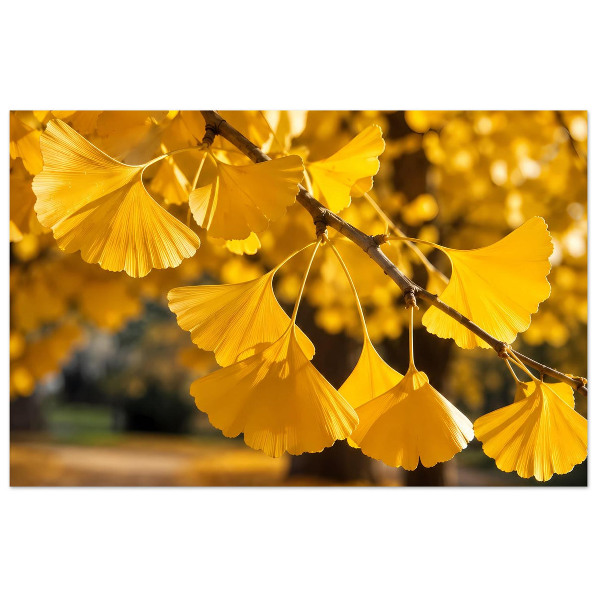 Breites Poster mit goldenen Ginkgo-Blättern an dunklem Ast