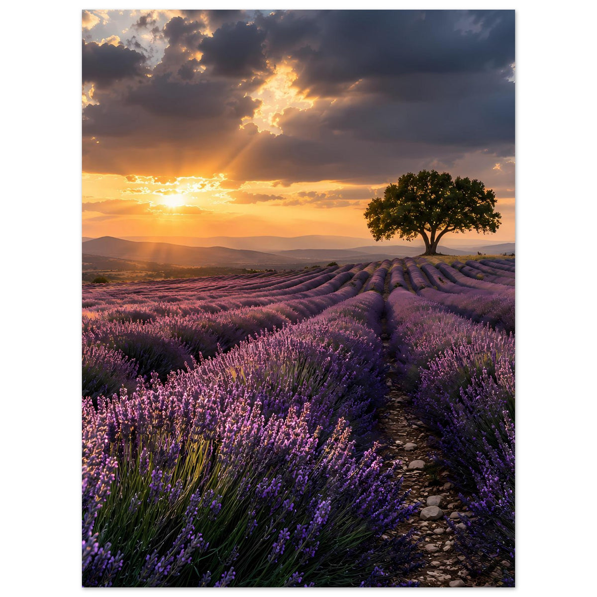 Hochformat-Poster mit Lavendelallee im Sonnenuntergang: Pfad und einzelner Baum