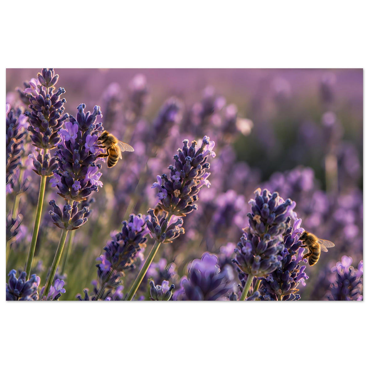 Lavendelblüten-Poster mit lila Ähren und Biene, horizontal