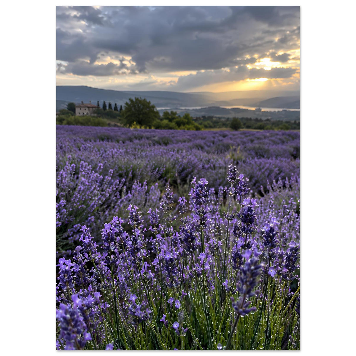 Hochformatiges Poster: Lavendelpflanzen in Violett mit weitem Blick in Richtung Himmel