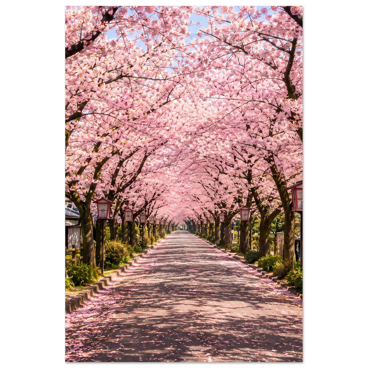 Vertikales Poster mit Kirschblütenallee, Nahansicht rosa Blüten über dem Weg