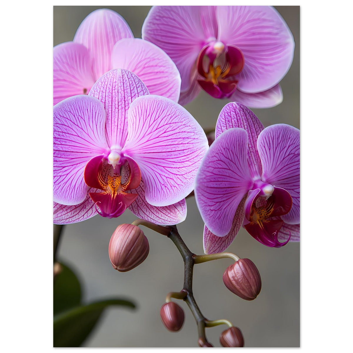 Orchideen-Porträt-Poster mit lila Blüten und rosa Knospen auf verzweigtem Ast