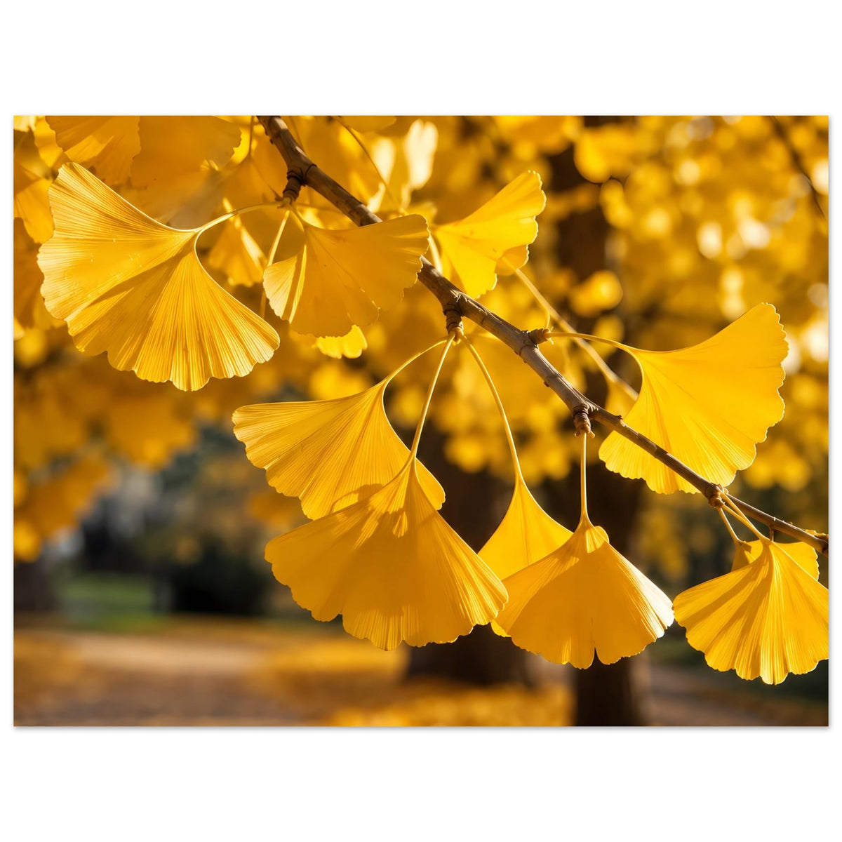 Breites Poster mit goldenen Ginkgo-Blättern am Ast, große Blattfülle
