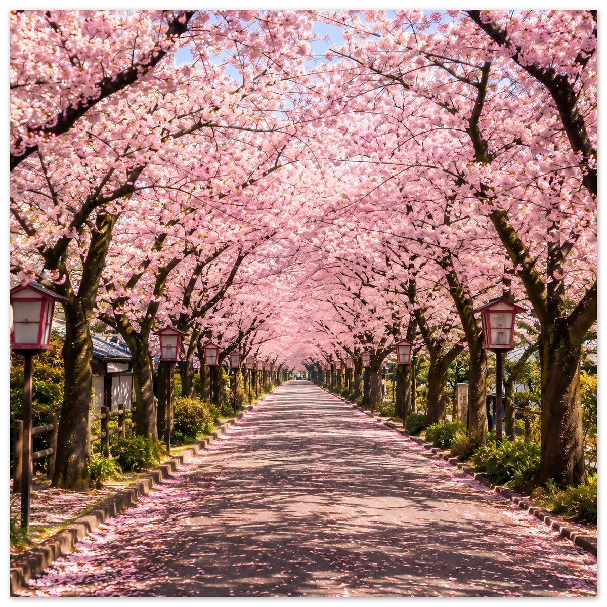 Kirschblüten-Allee Poster mit rosa Blüten über Weg, Laternen links und rechts