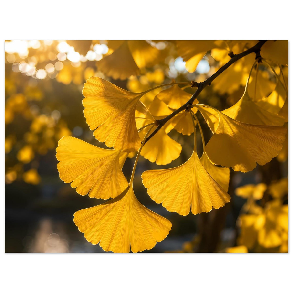 Botanisches Poster: goldene Ginkgoblätter am Zweig, mehrere Blätter nebeneinander