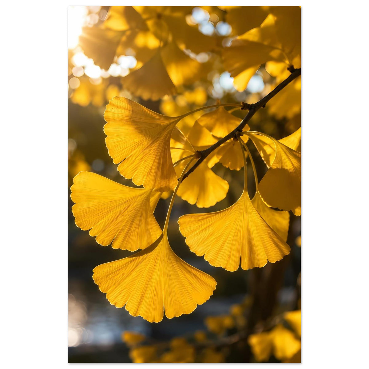 Botanisches Poster: goldene Fächerblätter am Zweig, klare Konturen der Blattform
