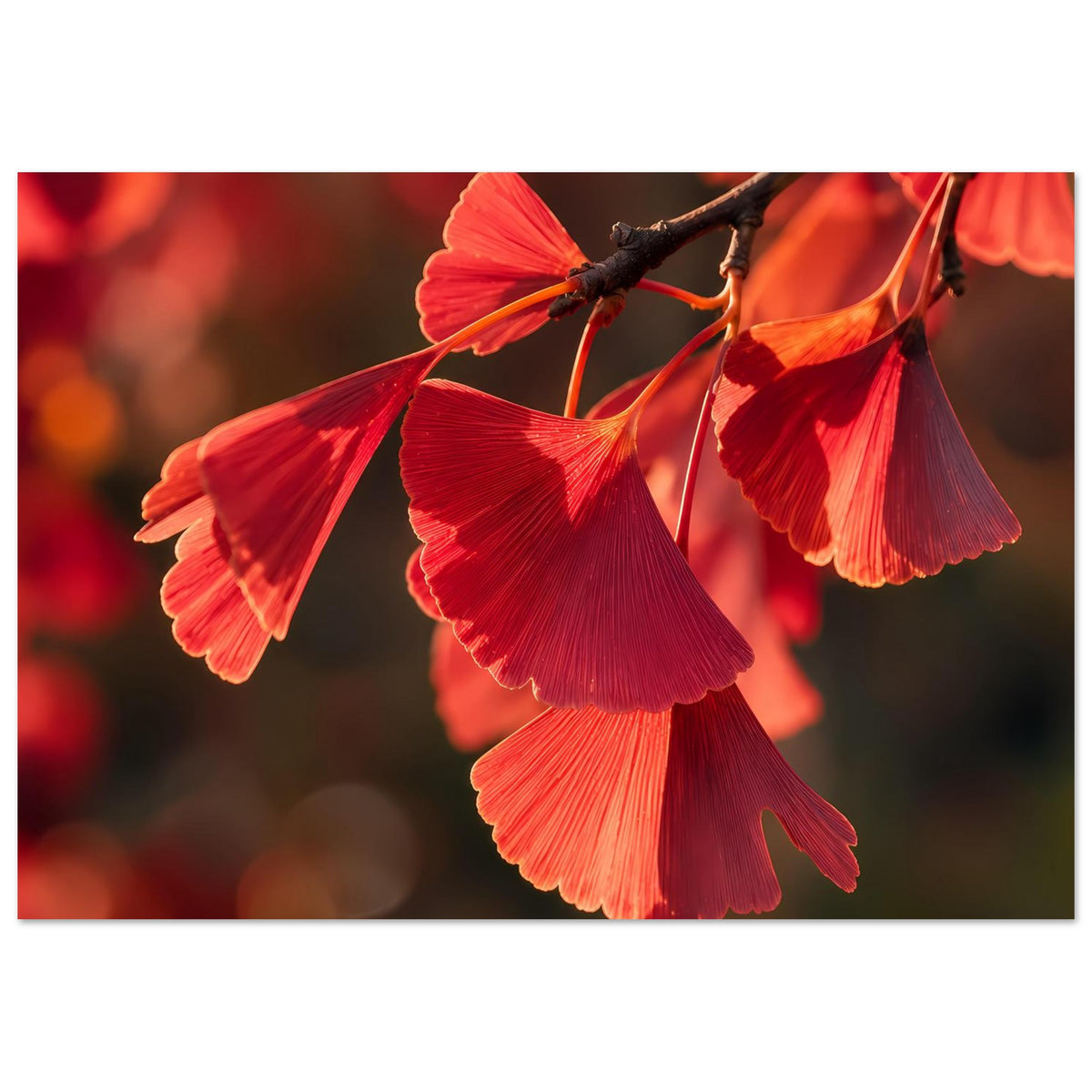 Matte Poster (horizontal) mit roten Ginkgo-Blättern am Ast, mittiger Blattfächer