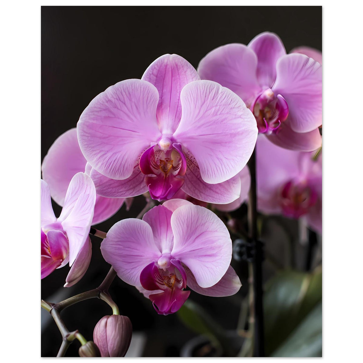 Orchideenblüten-Poster mit rosa-lila Orchideenblüten und deutlich erkennbaren Blütenblättern
