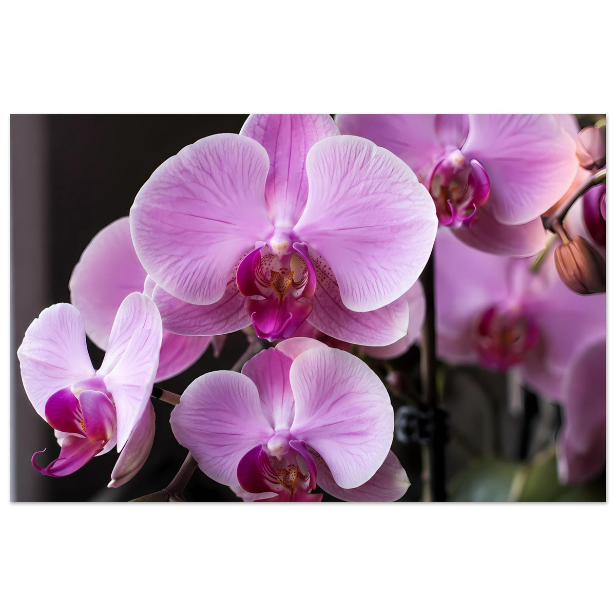Poster mit pastellrosa Orchideenblüten, großformatig und mehrere Blüten im Fokus
