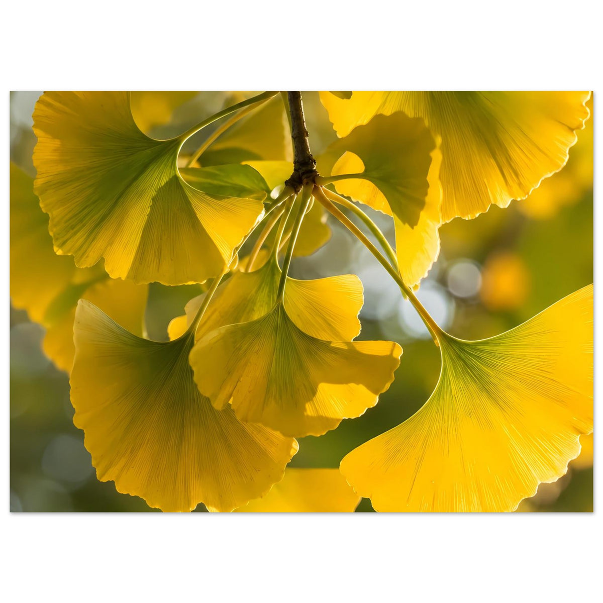 Ginkgoblatt-Poster mit gelben und grün akzentuierten Blattwedeln am dunklen Zweig