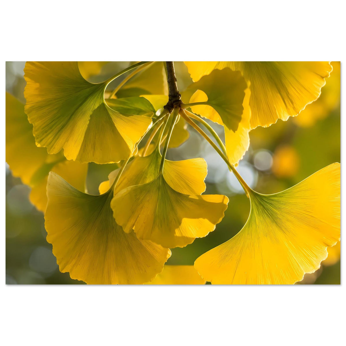 Horizontales Poster mit gelben Ginkgoblättern am Ast, dekoratives Pflanzenmotiv