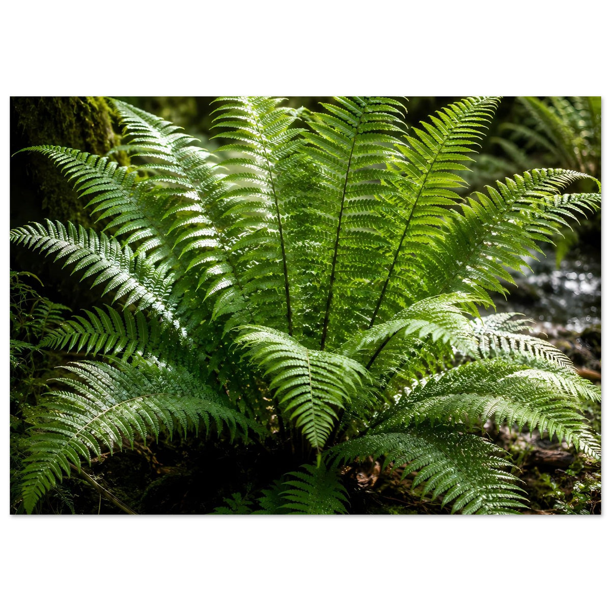 Botanisches Naturposter: grüne Farnwedel, dichter Farnbusch mit feinen Blattadern