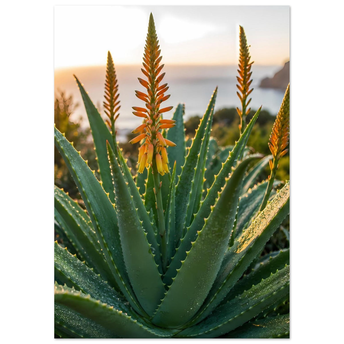 Poster mit Aloe-Blüten: grünes Blattbündel mit gelb-orangen Blütenkerzen