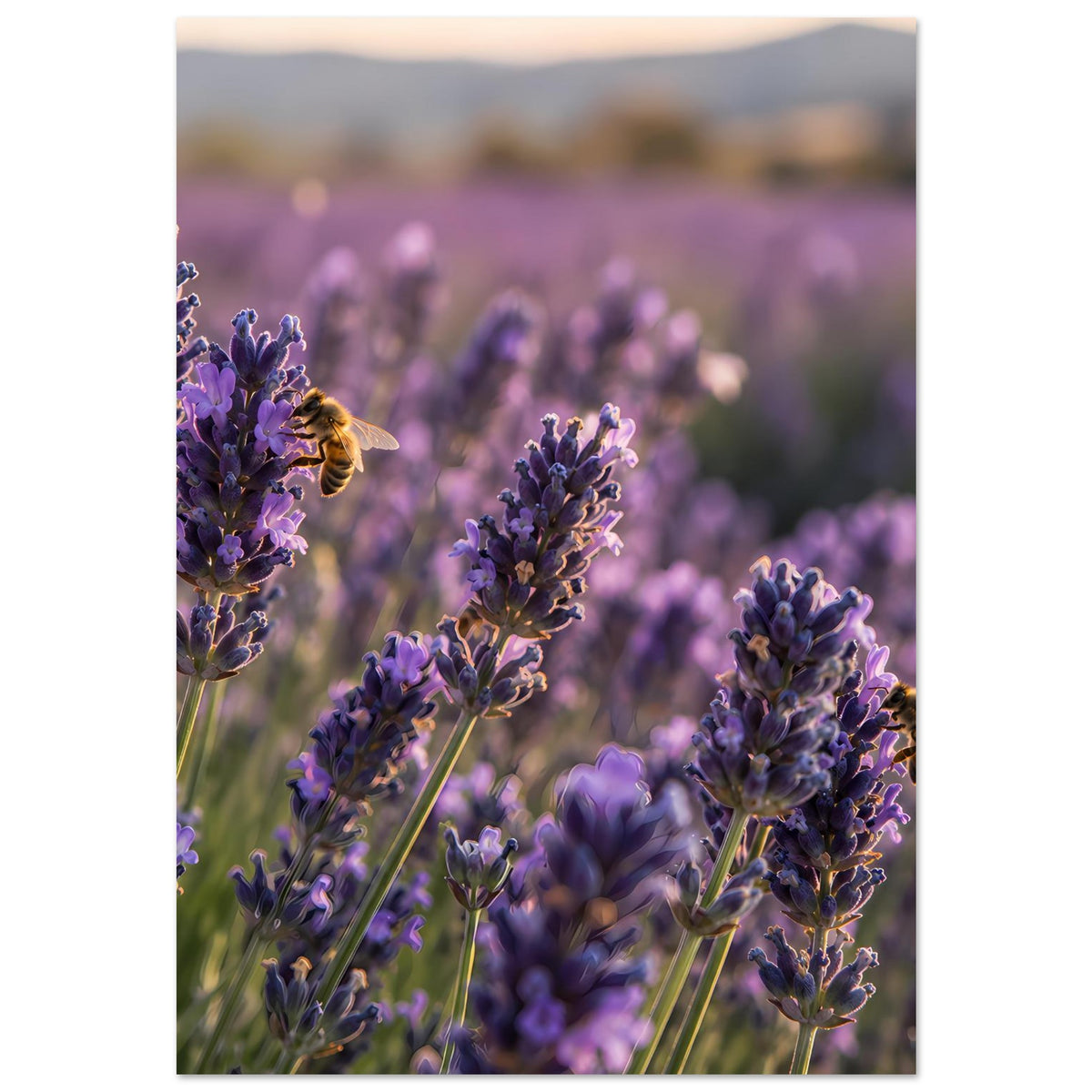 Poster mit Lavendelblüten und Biene, vertikale Ansicht mit mehreren Blütenständen