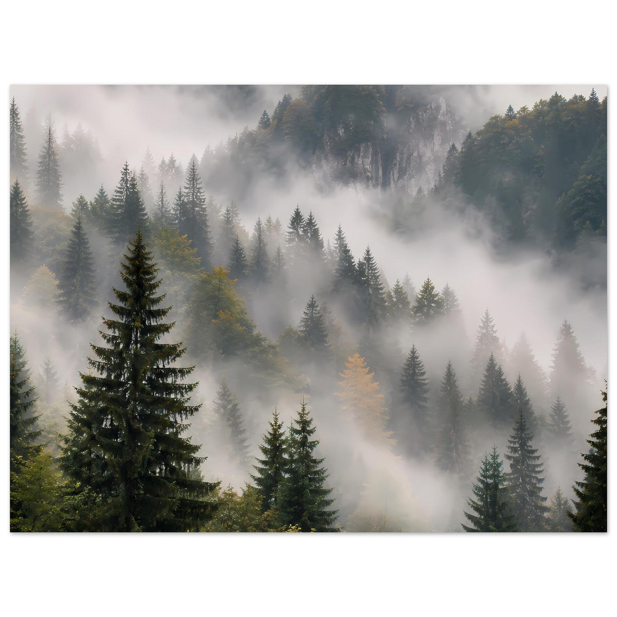 Waldnebel-Poster mit Tannenbäumen, horizontales Motiv, rechter Hintergrund im Nebel