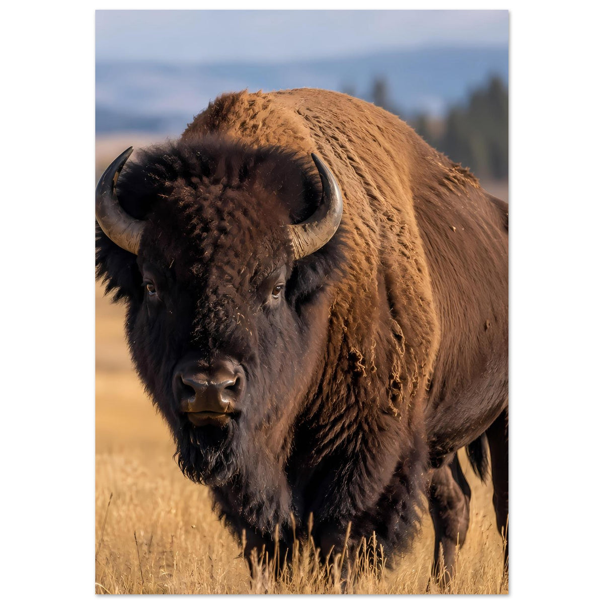 Bison-Wildlife-Poster: Büffel mit Hörnern und dichtem Fell, frontal ausgerichtet.