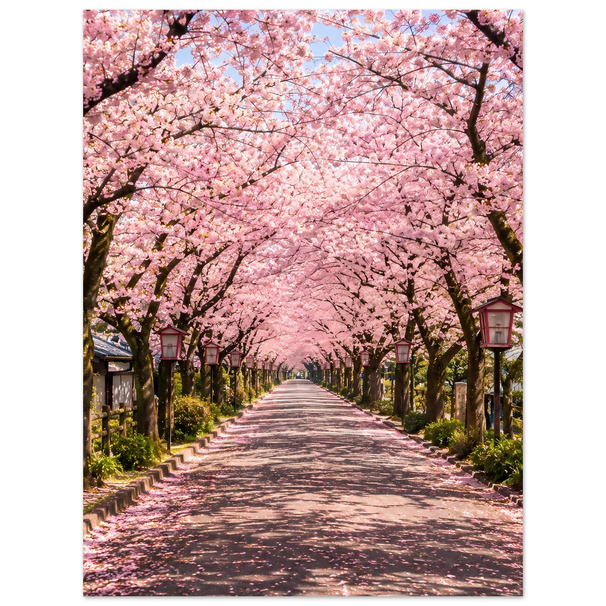 Kirschblütenposter: Allee mit rosa Blütenbäumen und geradem Weg zwischen Laternen