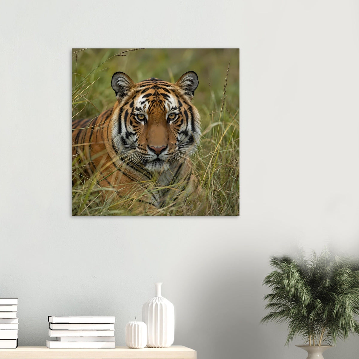Tiger-Poster: Tiger im Gras, zentrierter Blick, quadratischer Druck