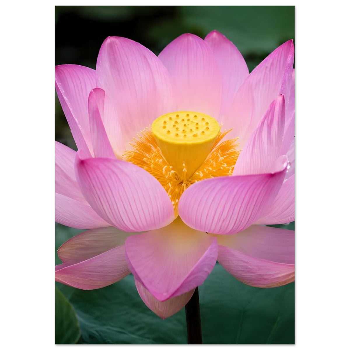 Poster mit rosa Lotusblüte und gelbem Blütenkern, zarte rosa bis lila Petalen