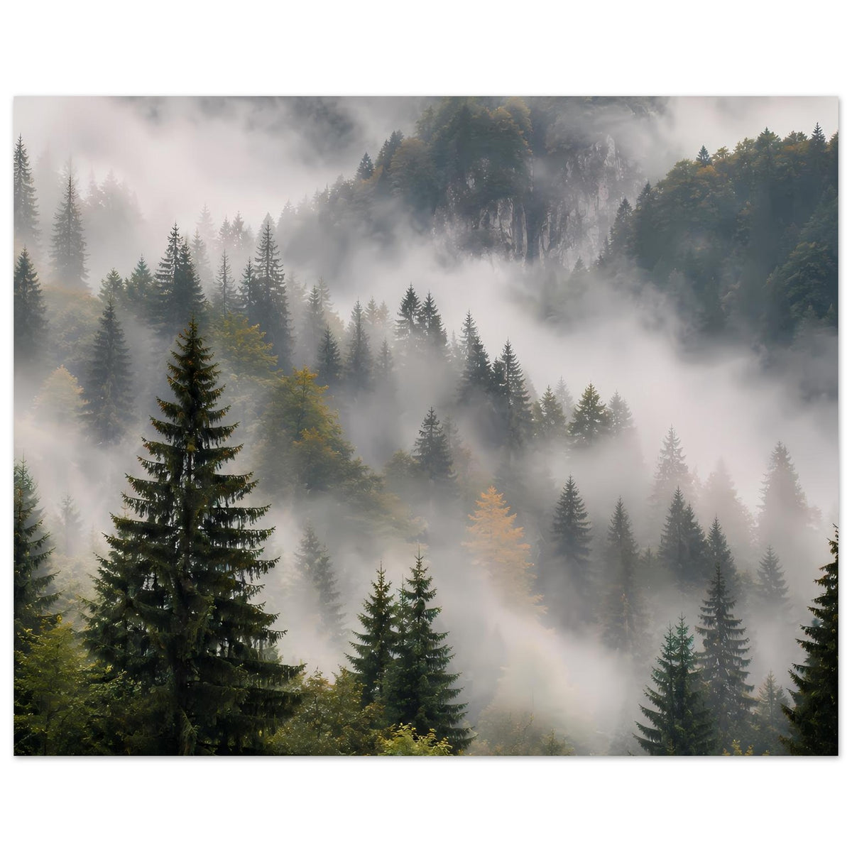 Poster Waldlandschaft mit Nadelbäumen im Nebel, kühle Grau- und Grüntöne