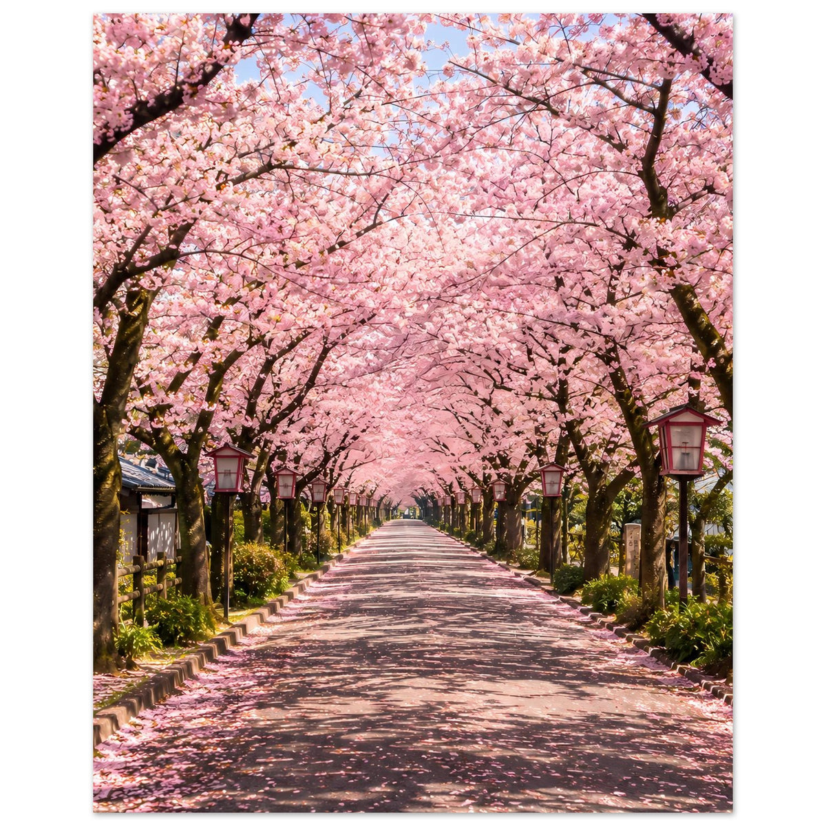 Kirschblüten-Allee Poster mit rosa Blütenkrone, Wegperspektive und Laternen am Rand