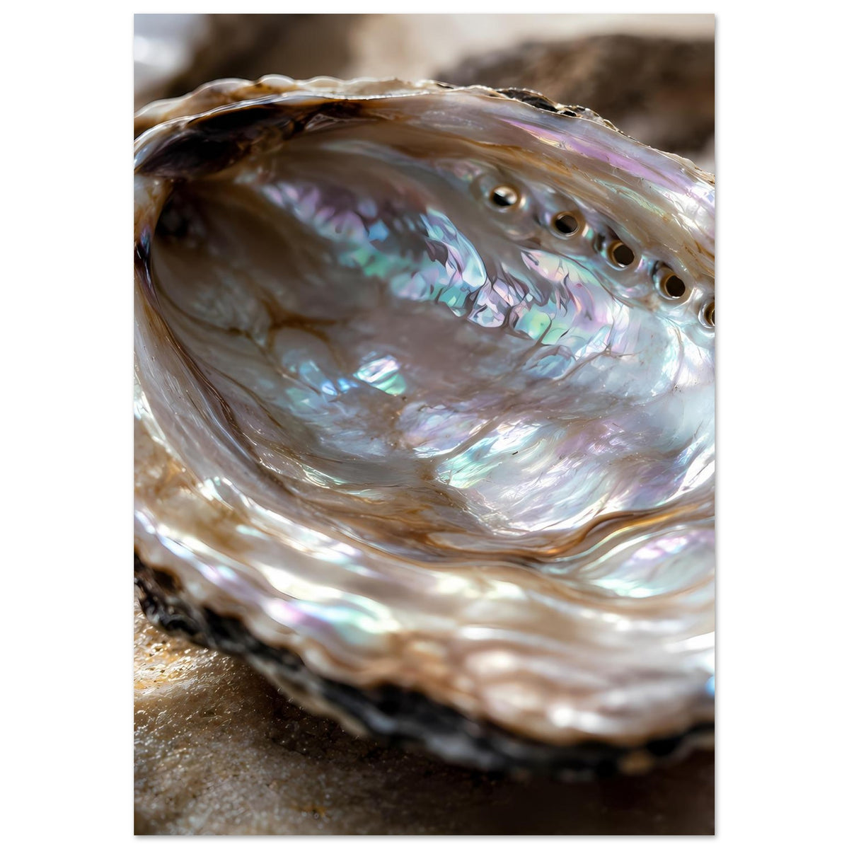 Poster mit Abalone-Muschel im Nahdetail, schimmernde Perlmuttoberfläche und irisierende Reflexe