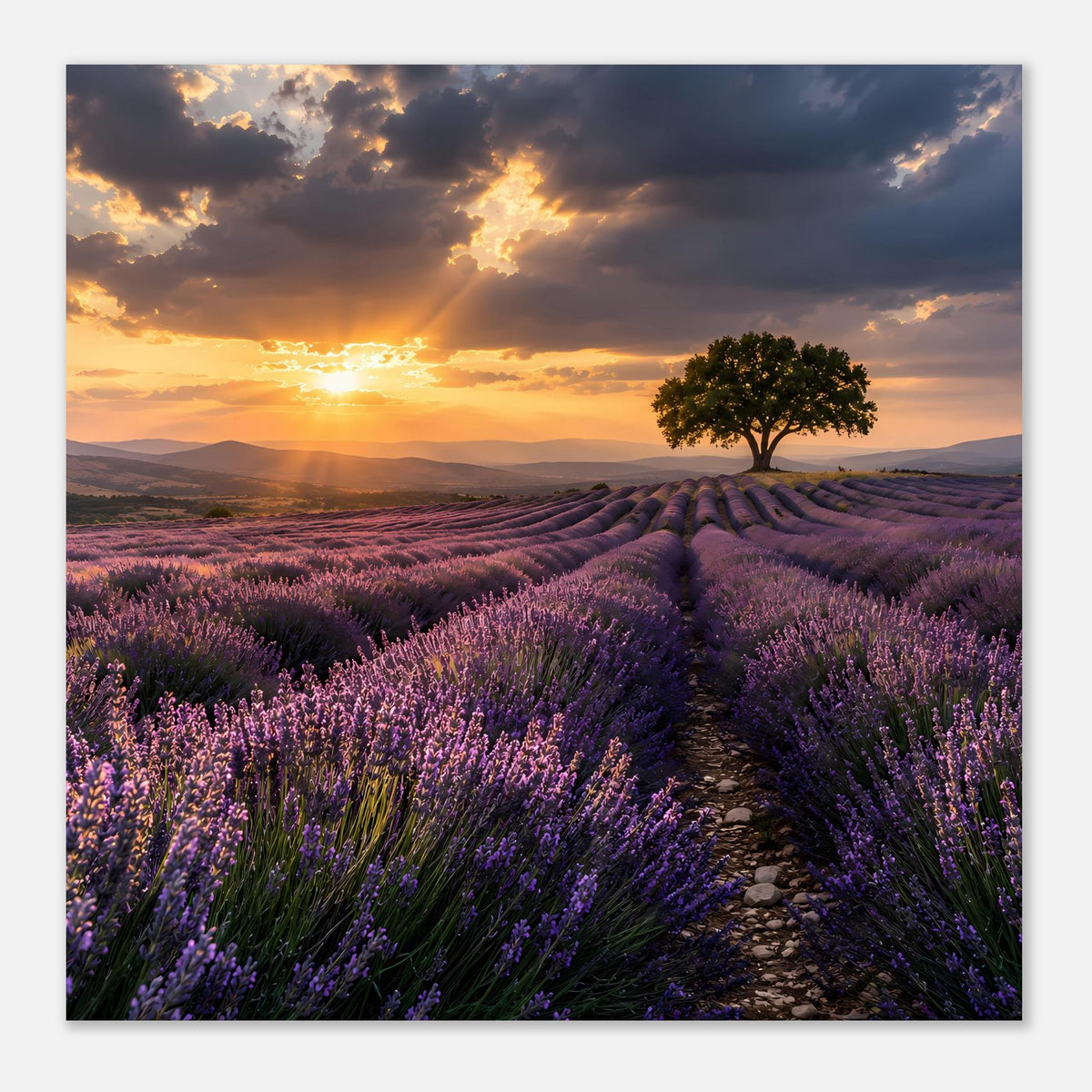 Gerahmtes Poster: Lavendelmeer, Steinweg und Sonne im goldenen Abendhimmel