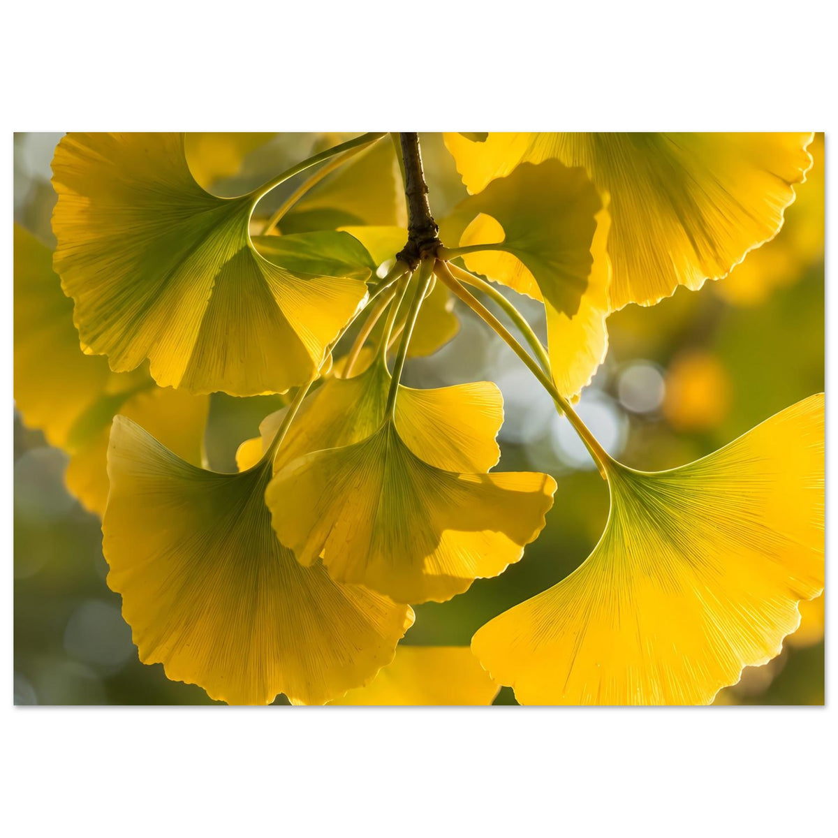Poster-Motiv: Nahaufnahme gelber Ginkgoblätter an einem Ast, Querformat