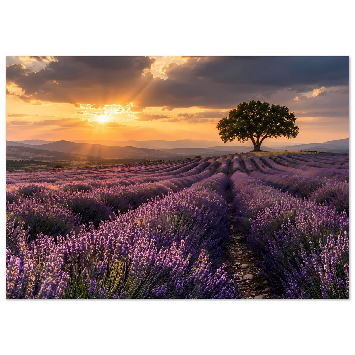Poster mit Lavendelfeldern im Abendlicht, Baum rechts und Feldweg zum Horizont