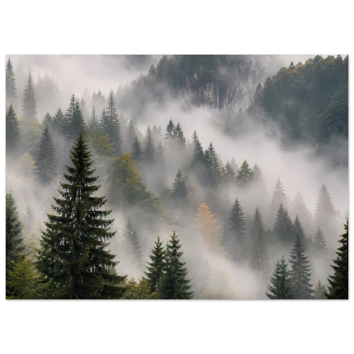 Poster im Querformat: Waldlandschaft mit Nebelschwaden und vielen Tannen, weiche Farben