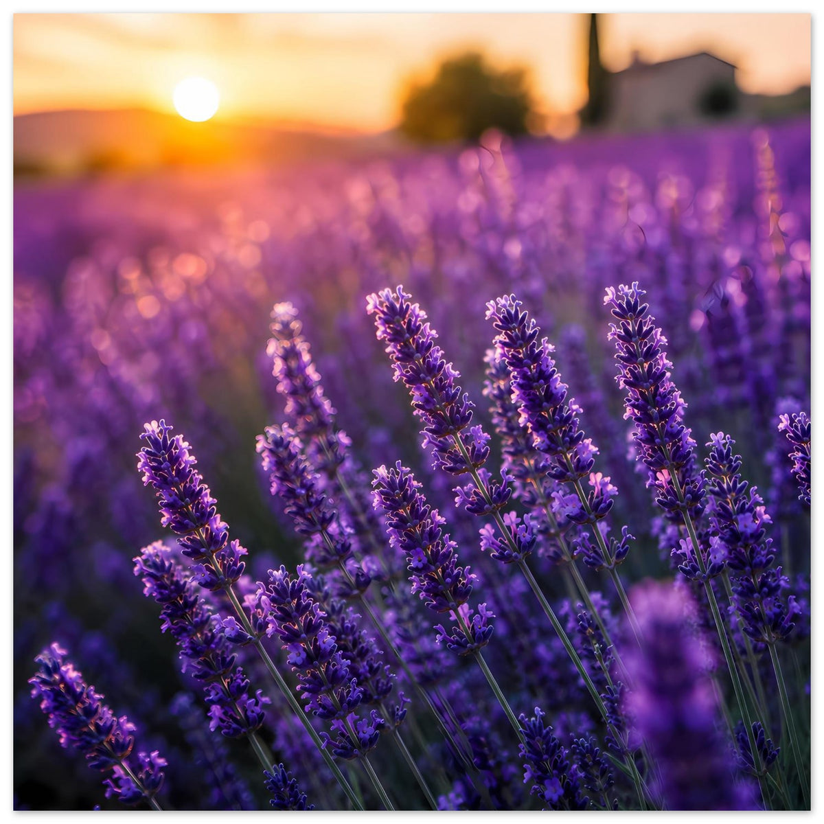 Poster mit Lavendelfeldern und violetten Ähren, Sonnenuntergangslicht, Querformat