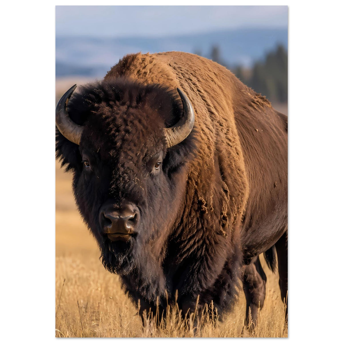 Bison-Wildlife-Poster: Büffel im Porträt, braunes Rückenfell und schwarzer Kopf im Feld.