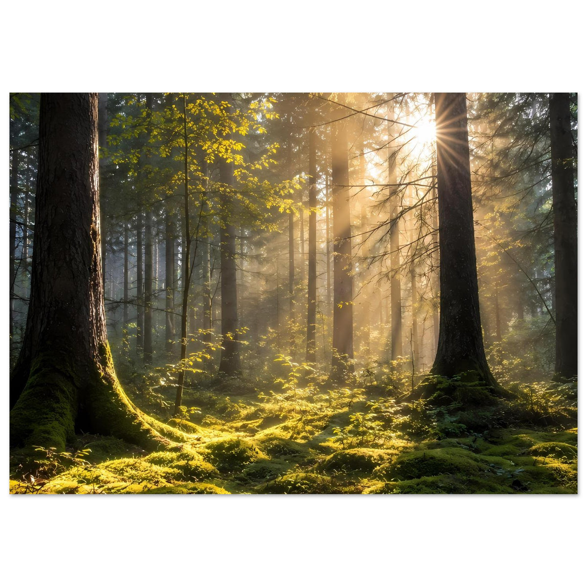 Waldposter im Querformat: goldene Lichtstrahlen, hohe Bäume und grünes Moos am Boden