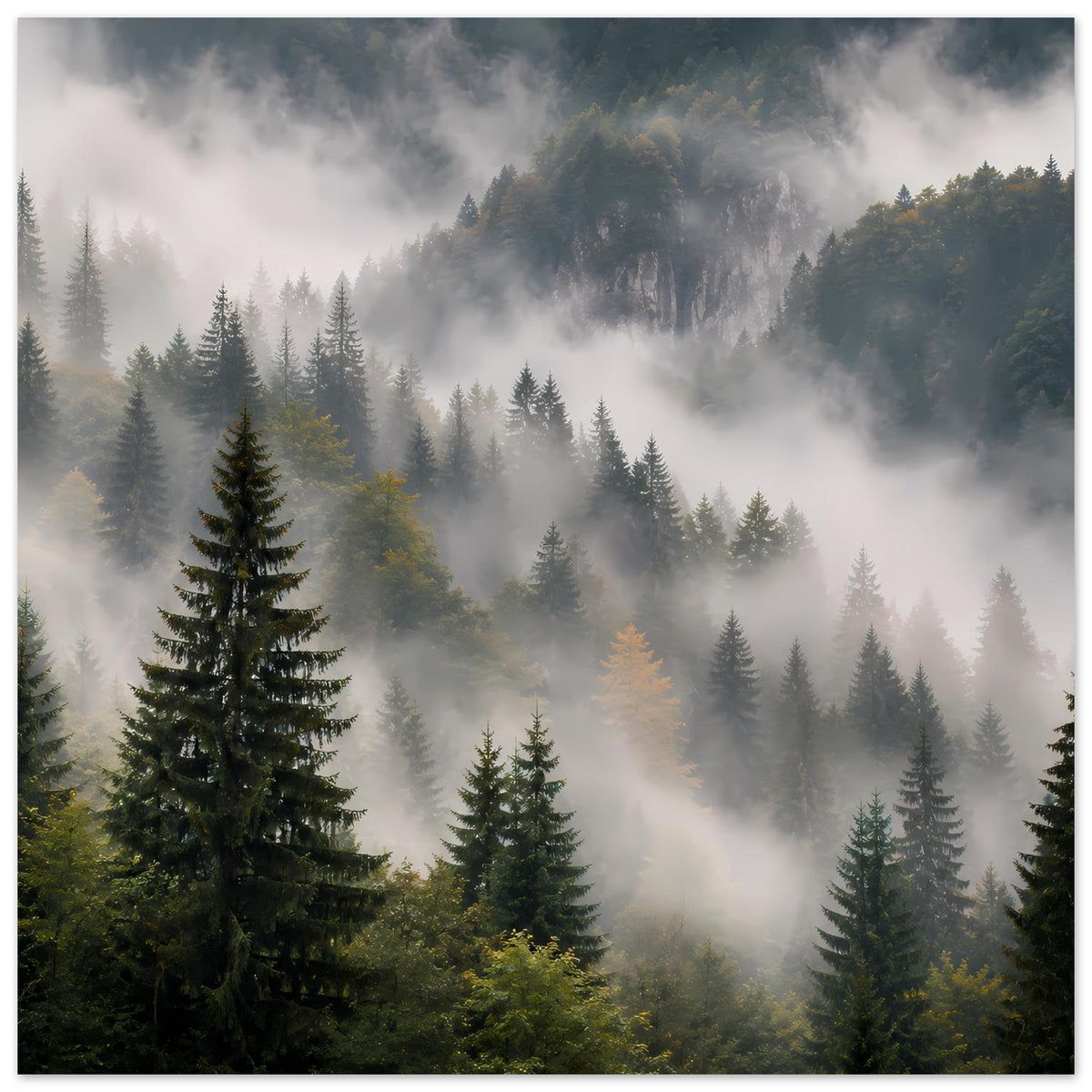 Waldnebel-Poster mit Tannenbäumen, Hochformat mit klarer Vordergrund-Tanne