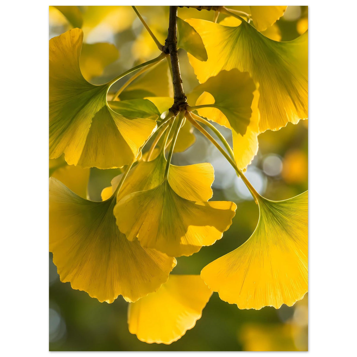 Poster mit gelben Ginkgoblättern an einem Zweig, mittiger Nahblick im Hochformat