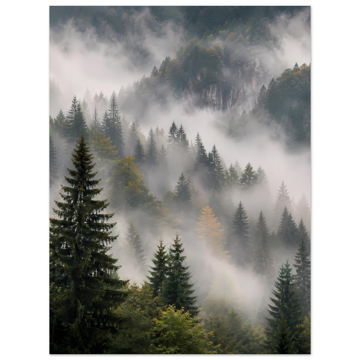 Wandposter mit Waldpanorama: Tannen im Nebel, in sanften Grau- und Grüntönen