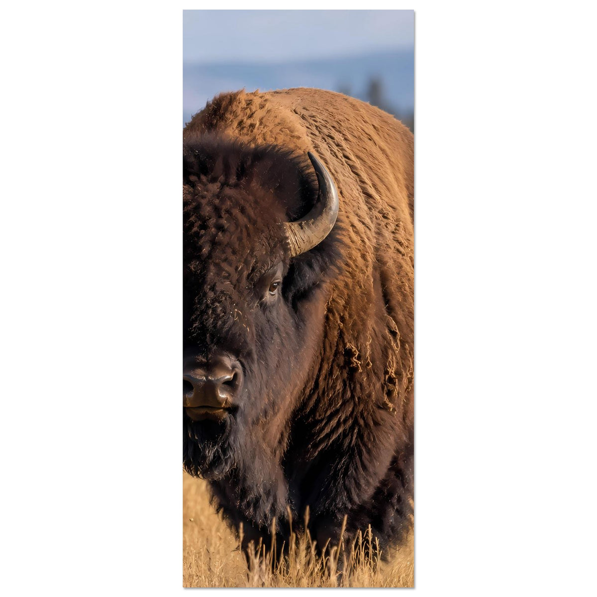 Wildlife-Poster (Hochformat) mit Büffel im Anschnitt, Hörner und Stirn