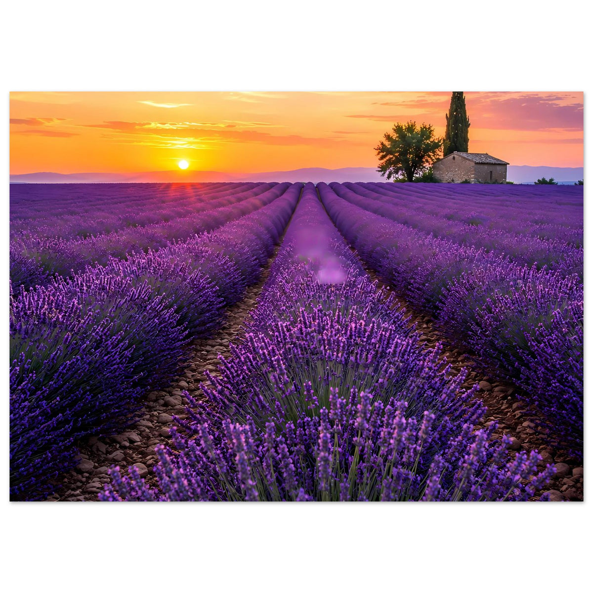 Lavendel-Feldposter im Querformat mit Sonnenuntergang, violettem Blütenmeer und Weg