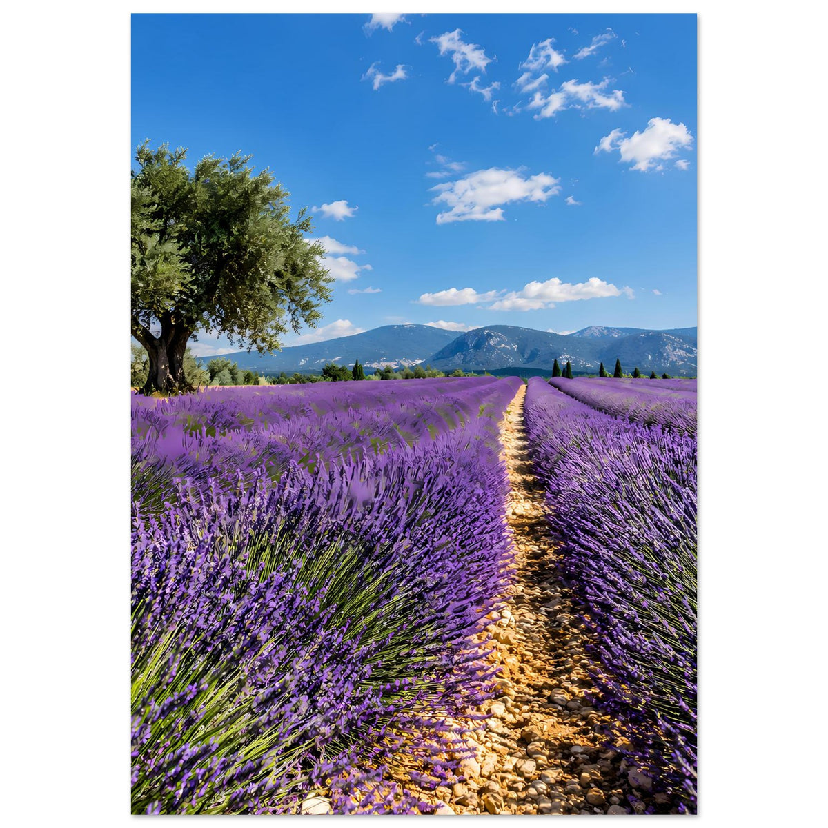 Poster mit Lavendelfeld und schmalem Feldweg, mit Baum links