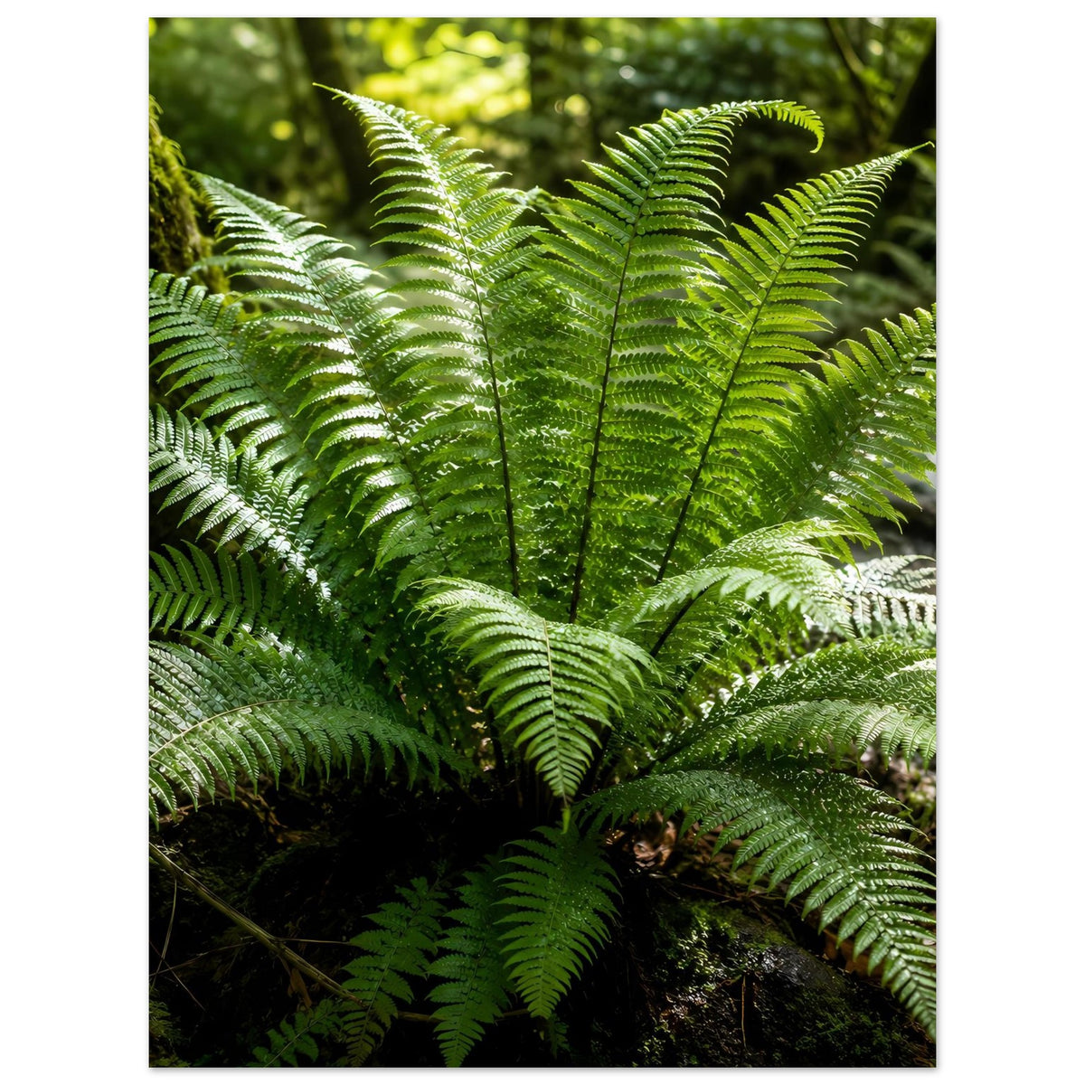 Botanisches Naturposter mit grünen Farnwedeln, zentrale Farnstruktur im Fokus