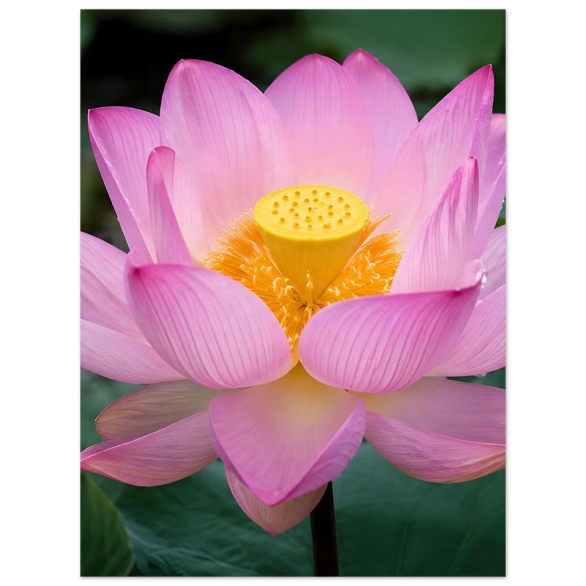 Poster mit rosa Lotusblüte und orange-gelbem Zentrum, Blütenblätter von oben sichtbar
