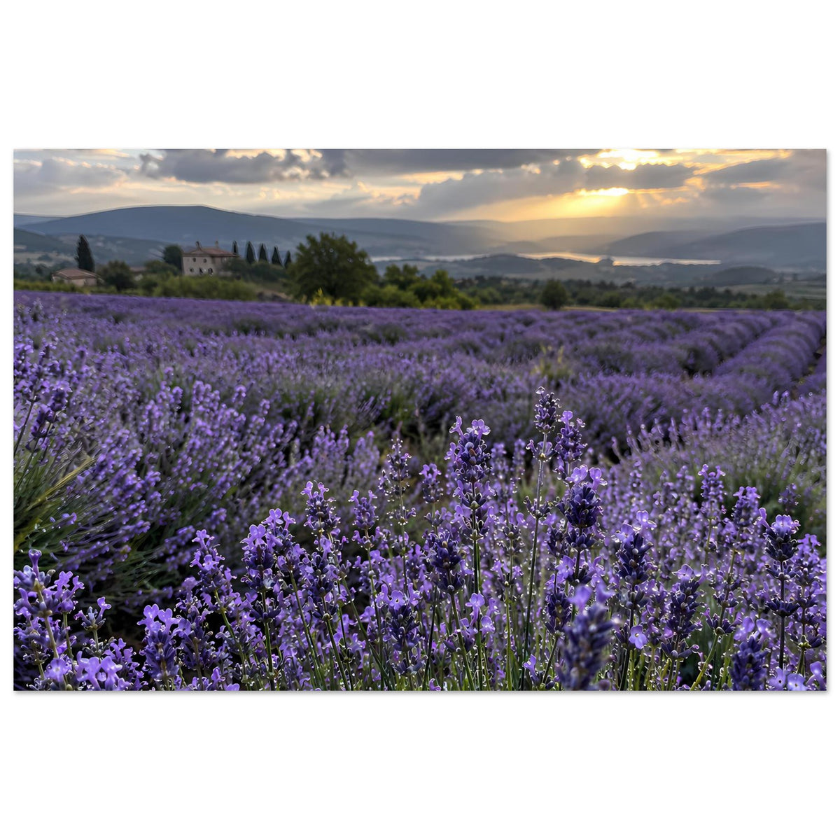 Lavendelfeld-Poster mit violetten Blüten und Dämmerungslicht, Querformat, Blick in die Ferne