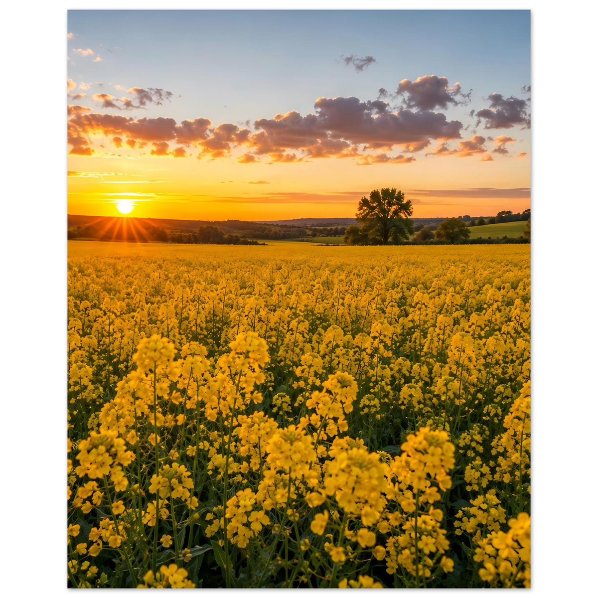 Landschaftsposter im Hochformat mit gelben Blüten, untergehender Sonne und Baumreihe