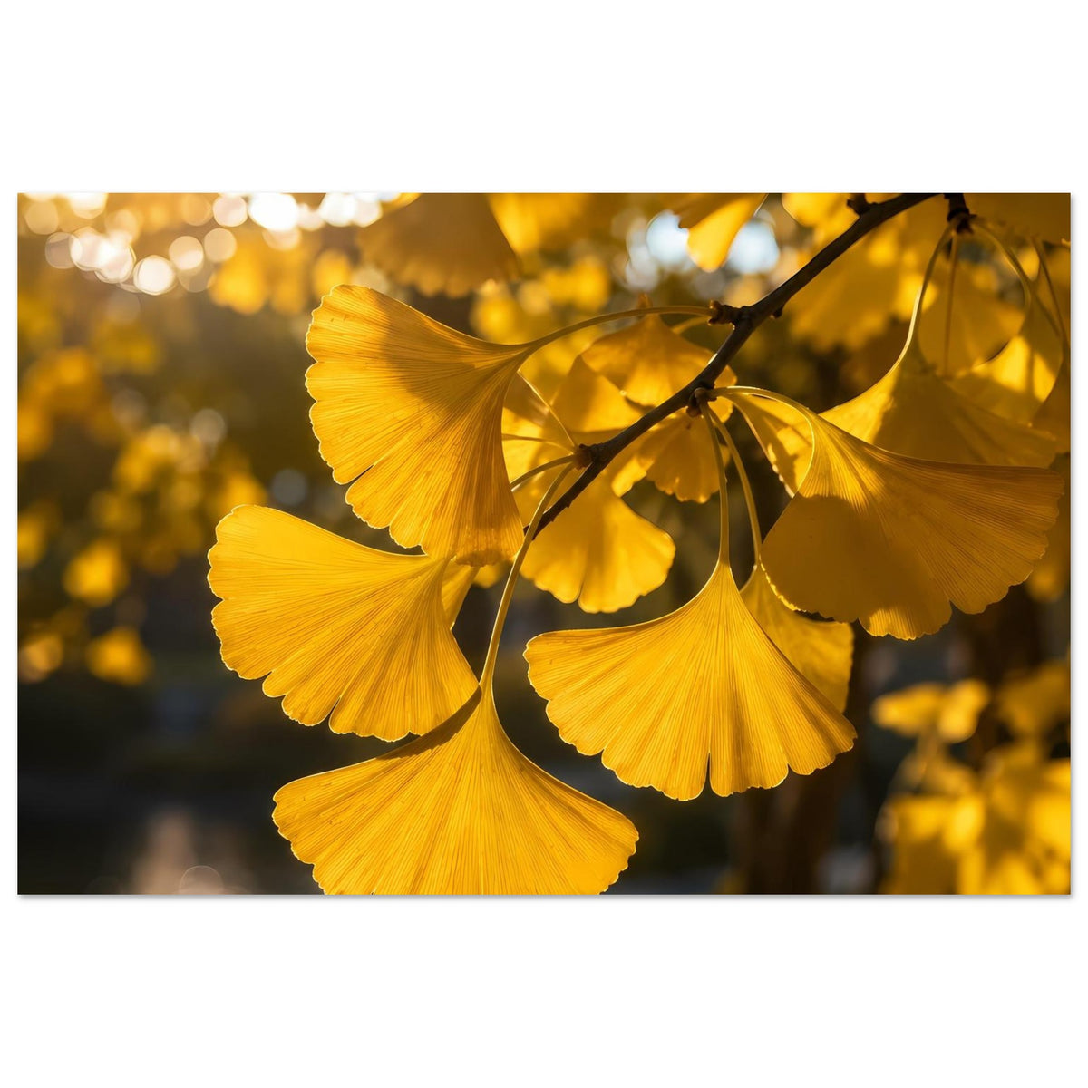 Botanisches Poster mit goldenen Ginkgoblättern am Zweig, kräftige gelbe Blattfächer