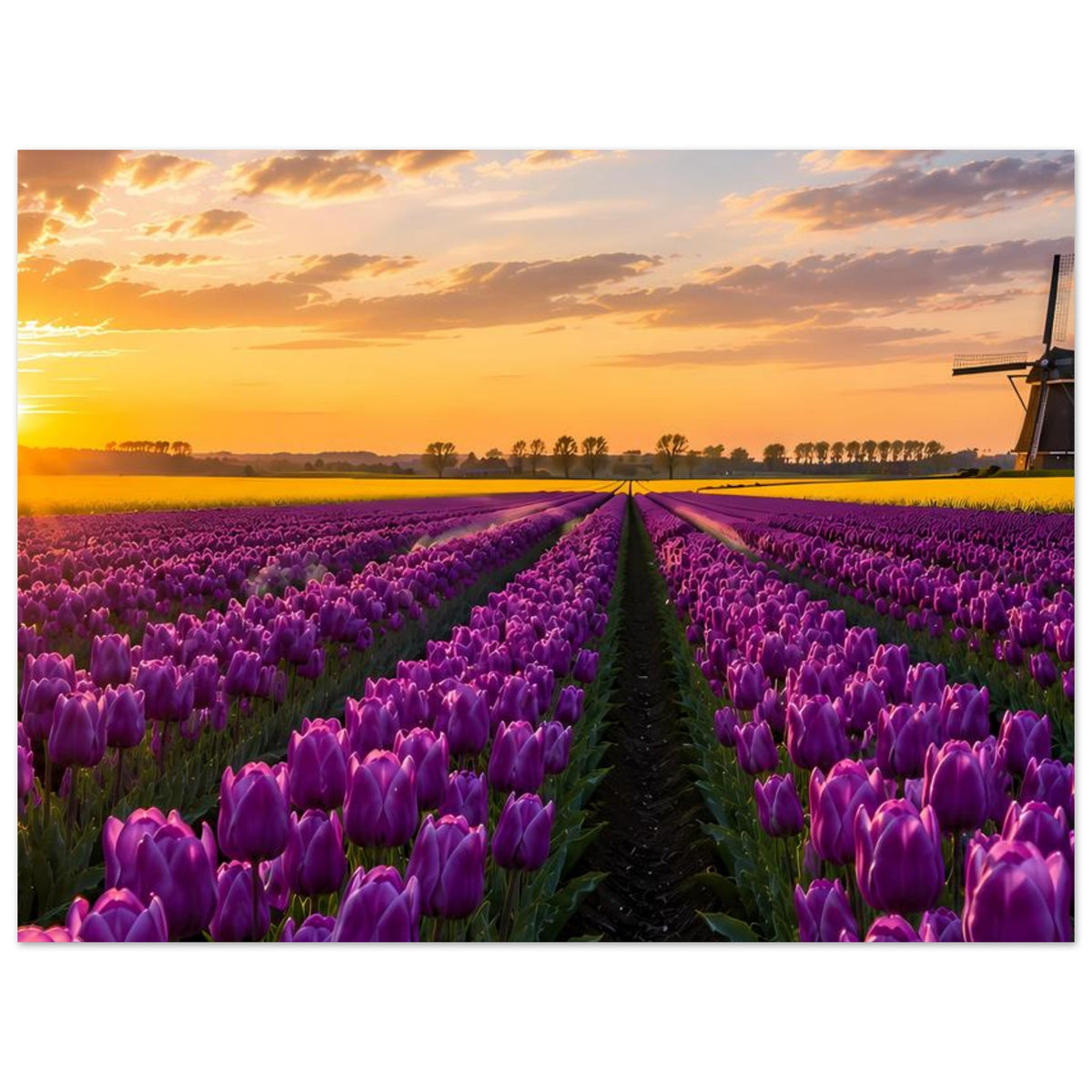 Poster im Querformat mit lila Tulpenreihen, mittigem Feldweg und goldenem Himmel