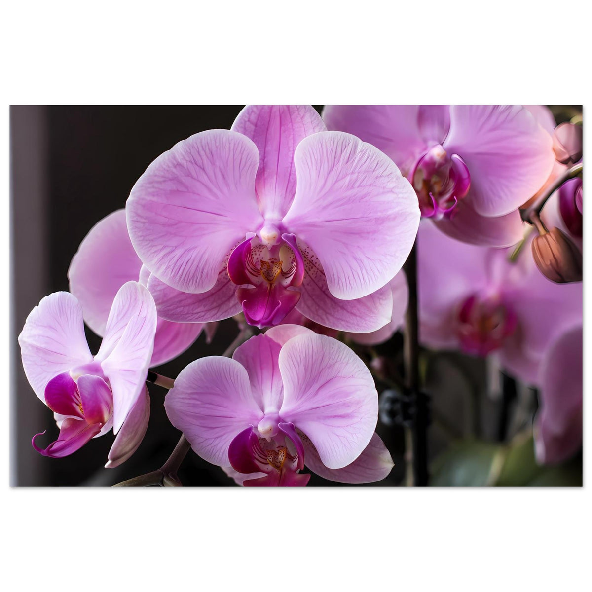 Orchideen-Poster: große Blüten in hellrosa und violett mit Knospen, Nahansicht